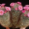 Mammillaria_zeilmanniana